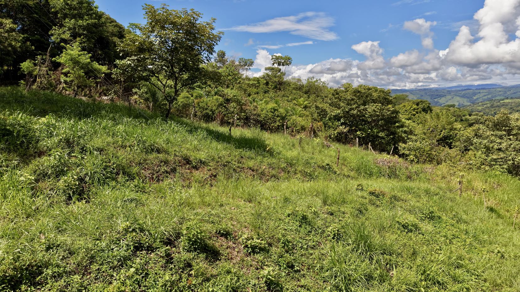 Green hillside field with tall grass and scattered trees under a blue sky with fluffy clouds, distant rolling hills in the background.