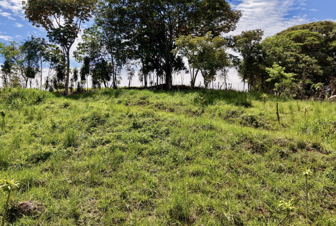 Grassy hillside with scattered young plants and a cluster of trees on the horizon under a blue, partly cloudy sky, a forest edge to the right.