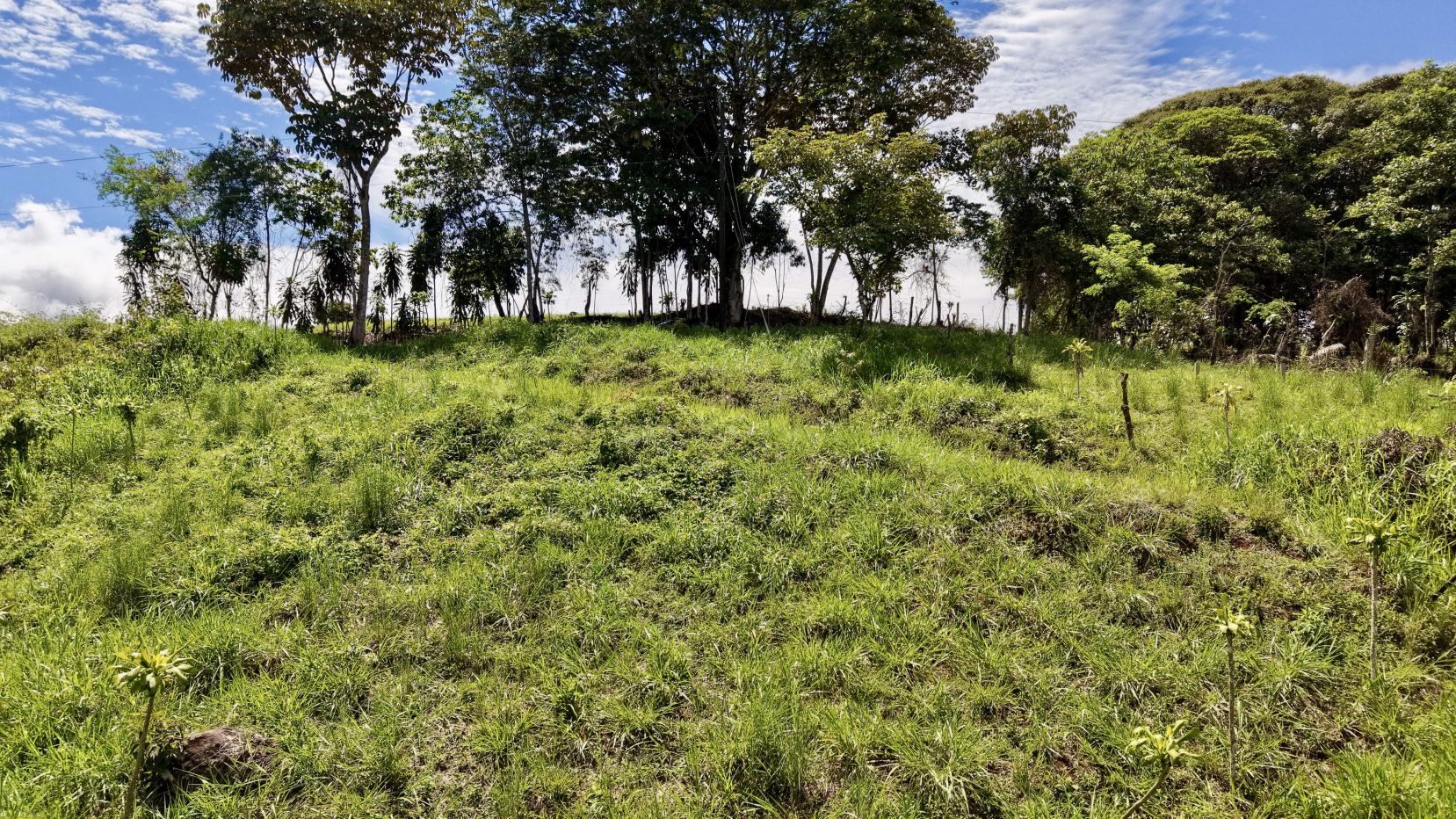 Grassy hillside with scattered young plants and a cluster of trees on the horizon under a blue, partly cloudy sky, a forest edge to the right.