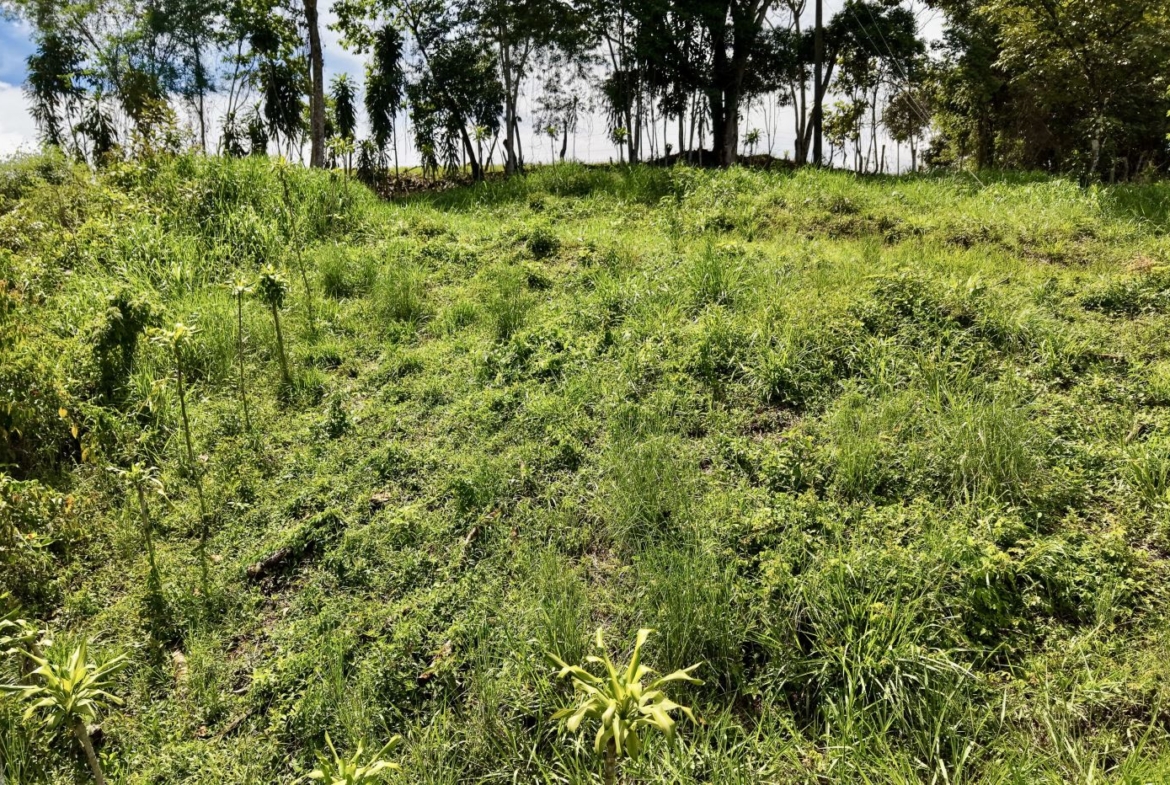 Sunlit grassy field with scattered clumps of tall weeds and a line of trees in the background, under a blue sky.