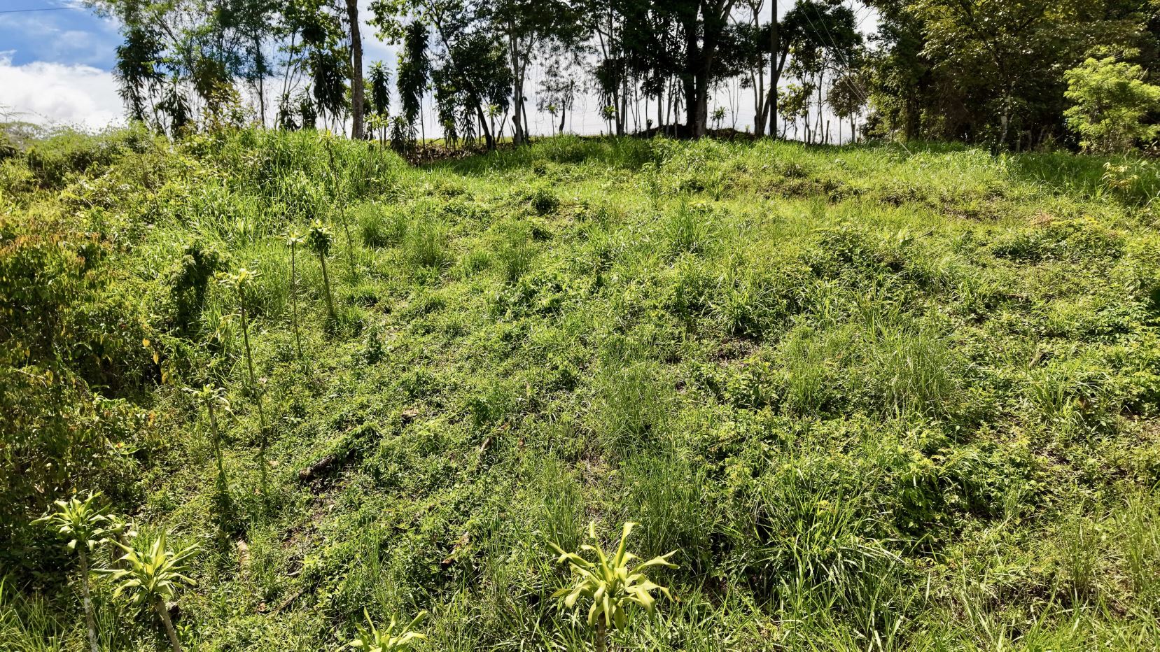 Sunlit grassy field with scattered clumps of tall weeds and a line of trees in the background, under a blue sky.
