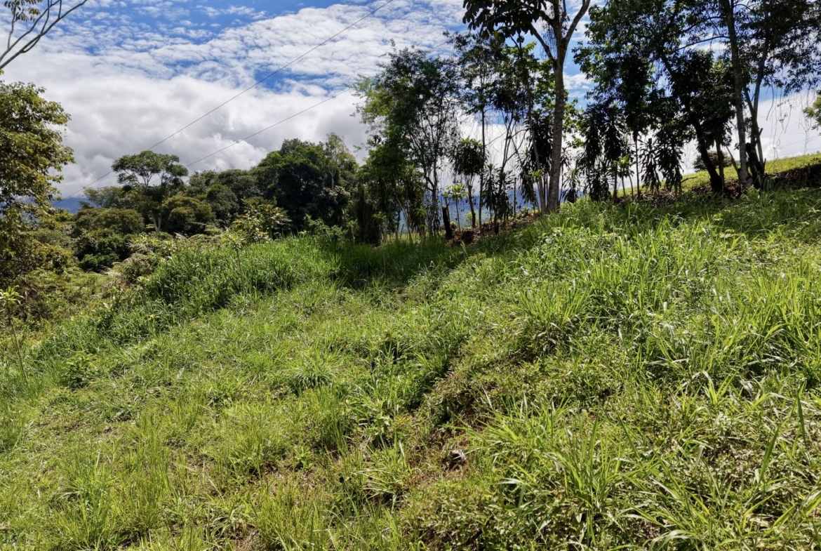 hillside covered in green grass with trees along the edge and a blue sky with white clouds in the distance, power lines crossing the scene