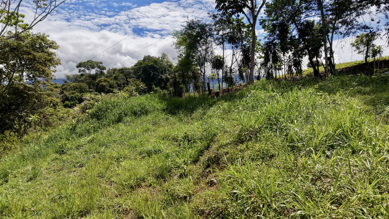 hillside covered in green grass with trees along the edge and a blue sky with white clouds in the distance, power lines crossing the scene