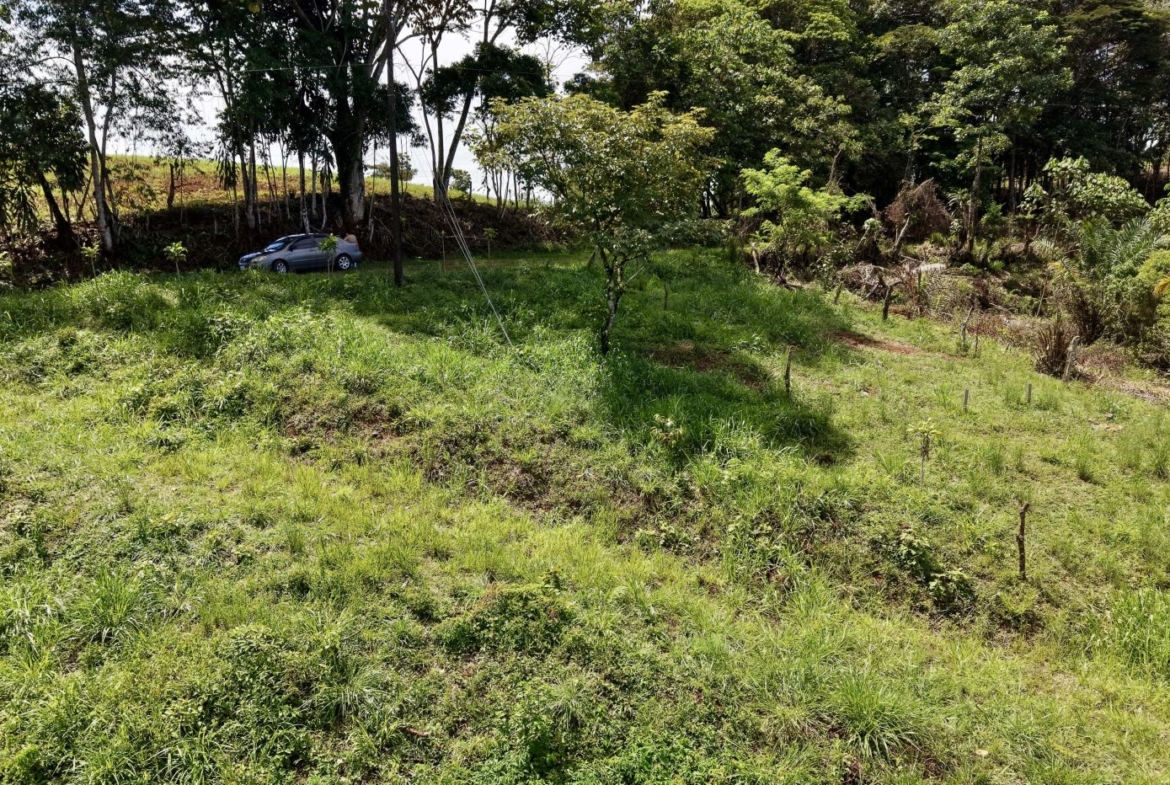 Grassy hillside with scattered trees along a line; a silver car is partially visible behind the trees on the left edge.
