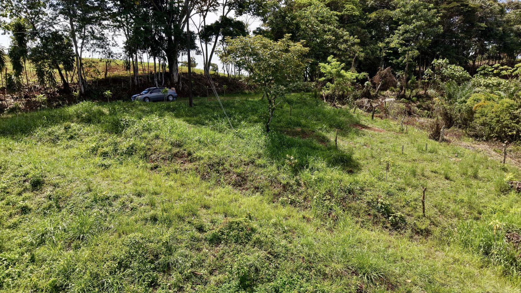 Grassy hillside with scattered trees along a line; a silver car is partially visible behind the trees on the left edge.