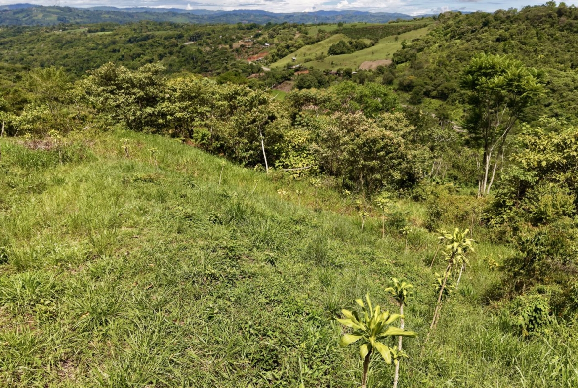 Green hillside meadow with young trees and tall grasses, rolling forested hills in the distance under a blue sky.