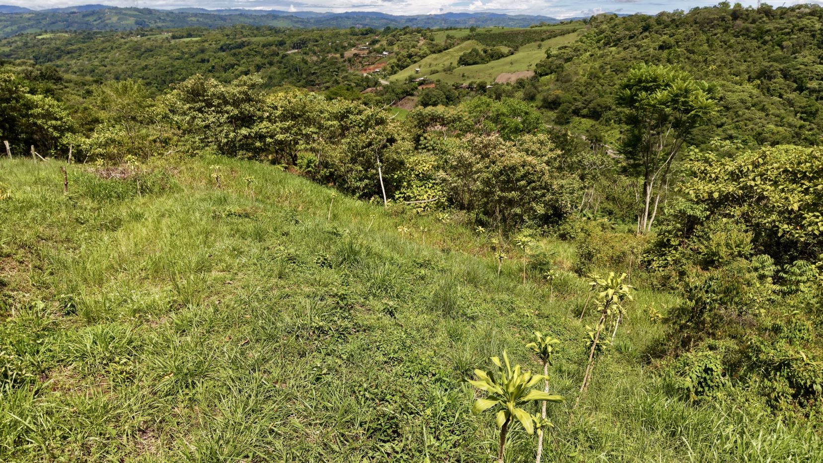 Green hillside meadow with young trees and tall grasses, rolling forested hills in the distance under a blue sky.