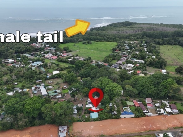 Aerial view of a coastal village with dense trees and a red location pin near the shoreline; large 'Whale tail' text and a yellow arrow overlay the image.