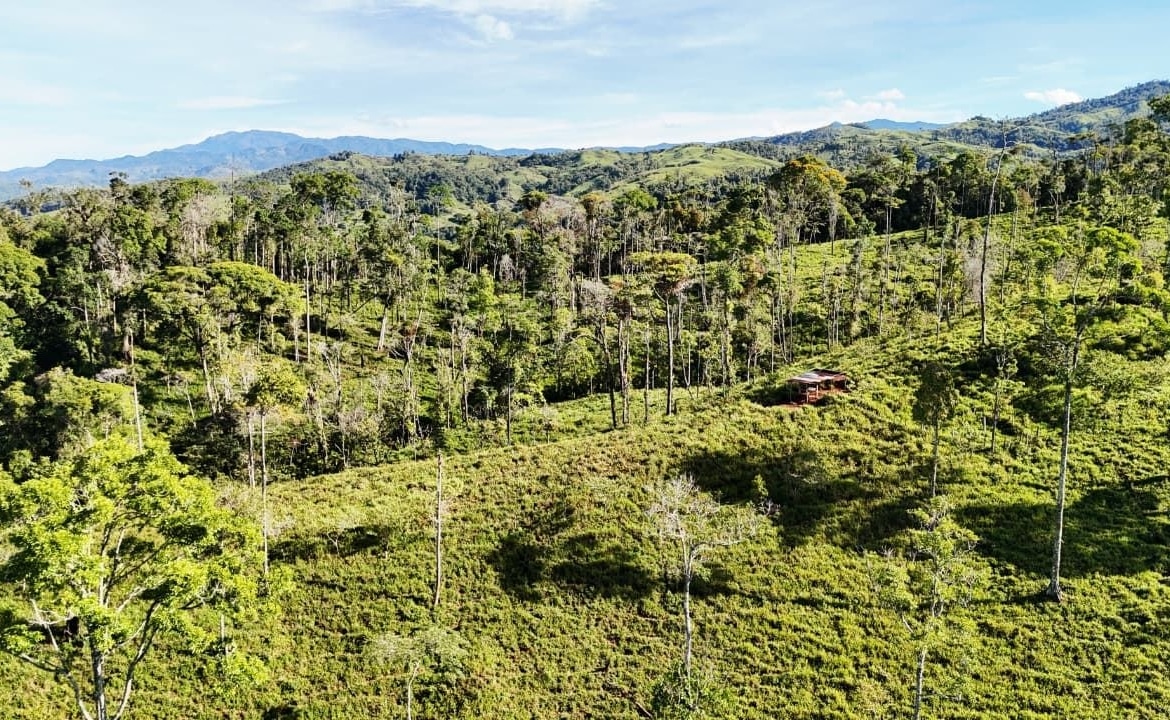 Aerial view of a dense green forest with rolling hills and a small cabin in a clearing.