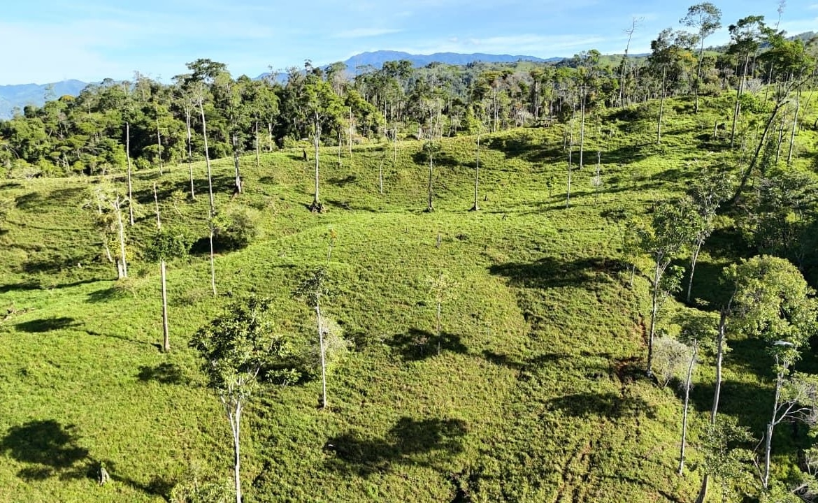 Sunlit hillside covered in green grass with tall scattered trees and distant forest.