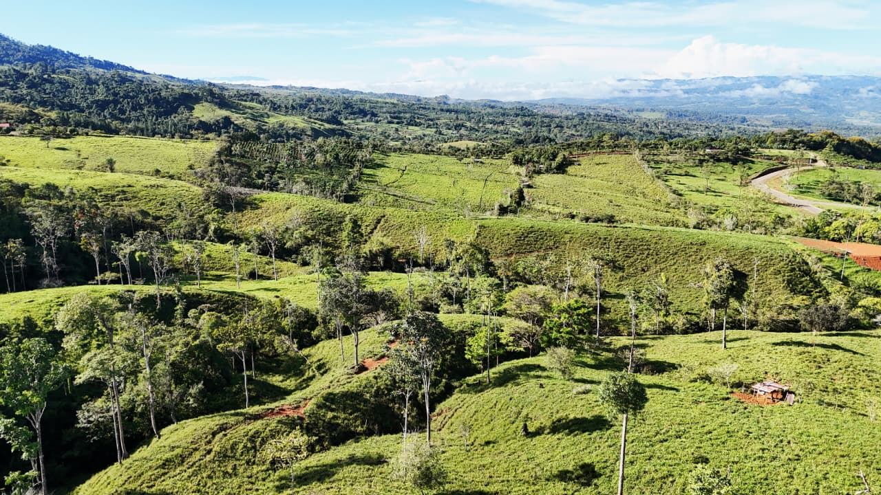 Pastoral hillside landscape with green fields, scattered trees, and distant mountains under a blue sky.