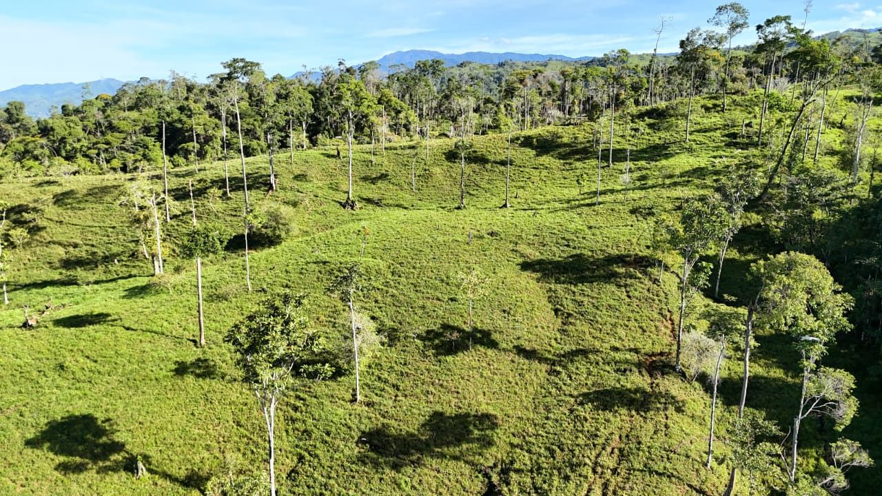 Sunlit hillside covered in green grass with tall scattered trees and distant forest.