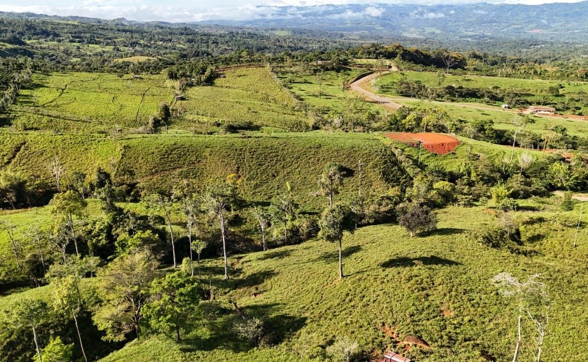 Aerial view of green rolling farmland with scattered trees and a winding road through the countryside.