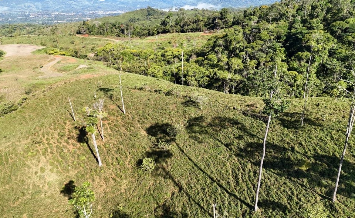Aerial view of rolling grassy hills with scattered tall trees and long shadows, a forested ridge in the distance under a blue sky.