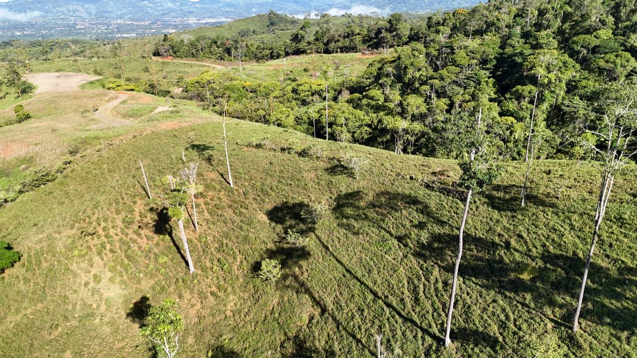 Aerial view of rolling grassy hills with scattered tall trees and long shadows, a forested ridge in the distance under a blue sky.