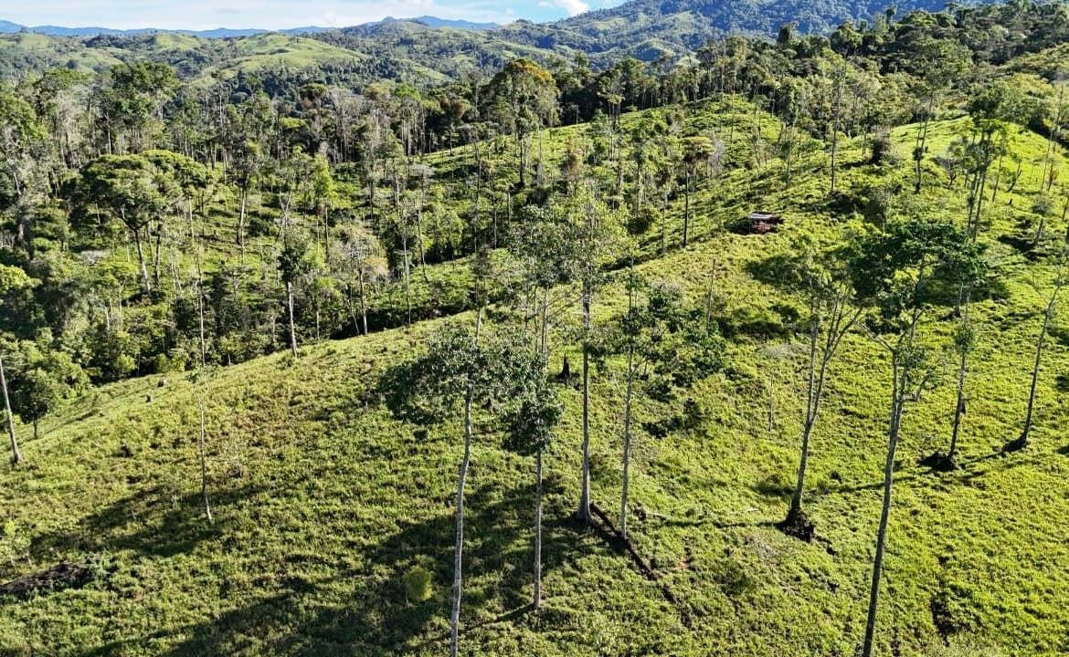 A sunlit hillside covered in green grass with tall, slim trees scattered across the rolling landscape.