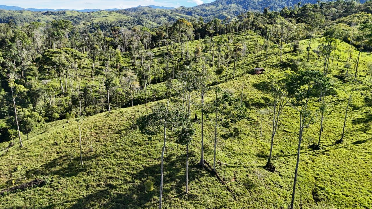 A sunlit hillside covered in green grass with tall, slim trees scattered across the rolling landscape.