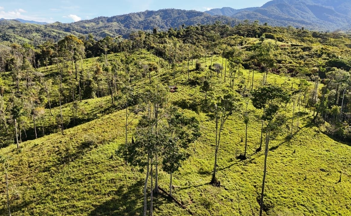 Sunlit hillside meadow with scattered tall trees and distant mountains on a clear day in green rolling terrain.