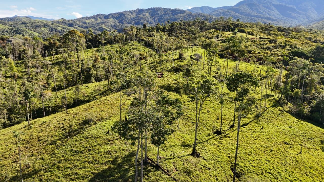 Sunlit hillside meadow with scattered tall trees and distant mountains on a clear day in green rolling terrain.