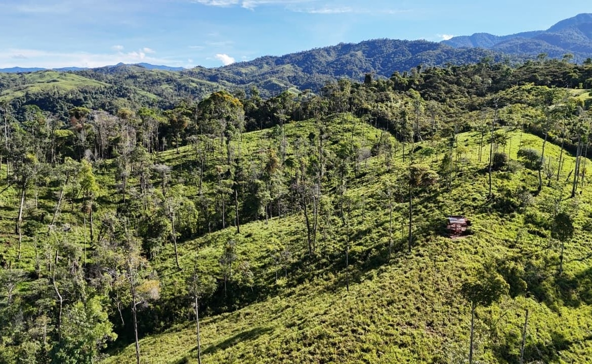 A green hillside forest with tall, spaced trees under a blue sky and distant mountains; a small shelter sits among the grass on the slope.