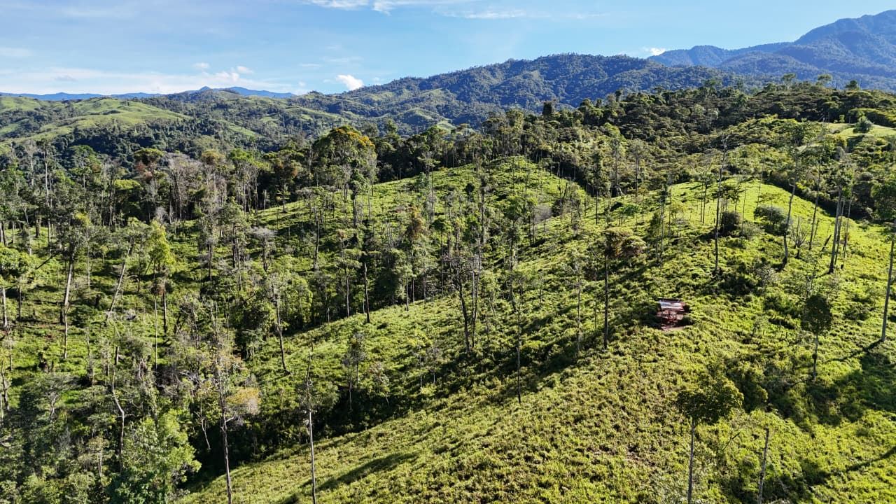 A green hillside forest with tall, spaced trees under a blue sky and distant mountains; a small shelter sits among the grass on the slope.