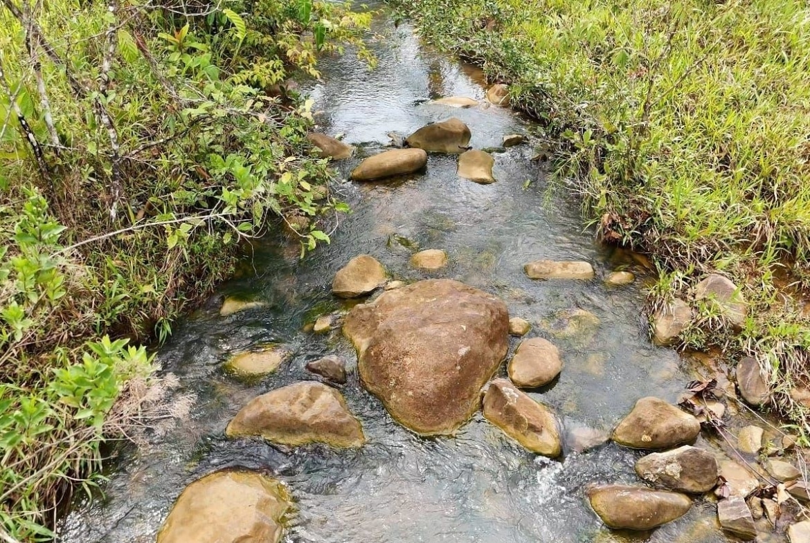 Shallow rocky stream winding through green shrubs and grasses along its banks with smooth stones in the water.
