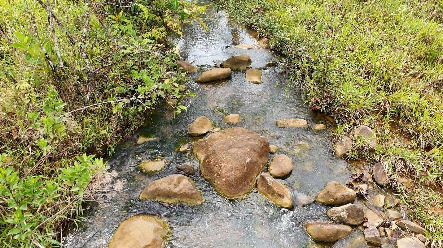 Shallow rocky stream winding through green shrubs and grasses along its banks with smooth stones in the water.