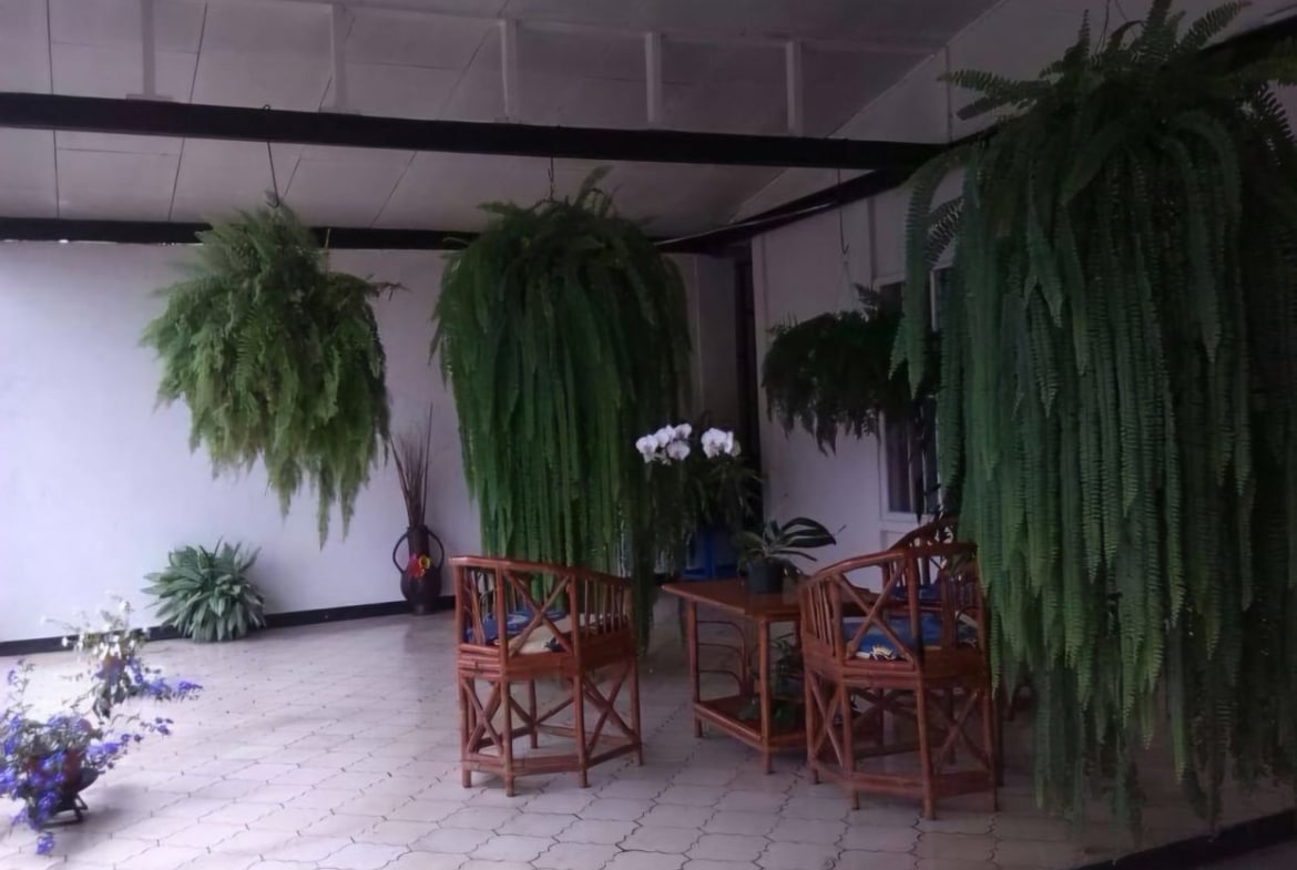 Covered patio with tall hanging ferns, a wooden table and chairs, and potted plants including white orchids on the table.