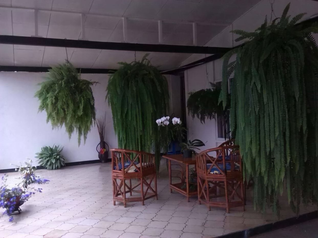 Covered patio with tall hanging ferns, a wooden table and chairs, and potted plants including white orchids on the table.