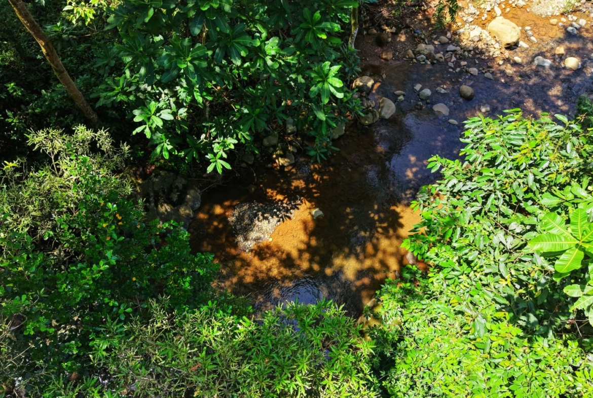 Aerial view of a narrow stream winding through dense tropical vegetation with rocks along the banks and sunlight glinting on the water edge.