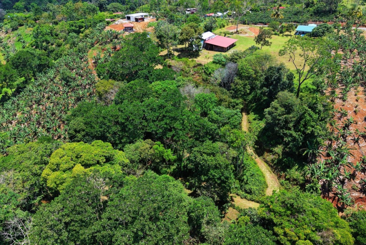 Aerial view of a rural farm: dense trees and banana crops on the right, with a few small houses and red/blue roofs amid green fields.