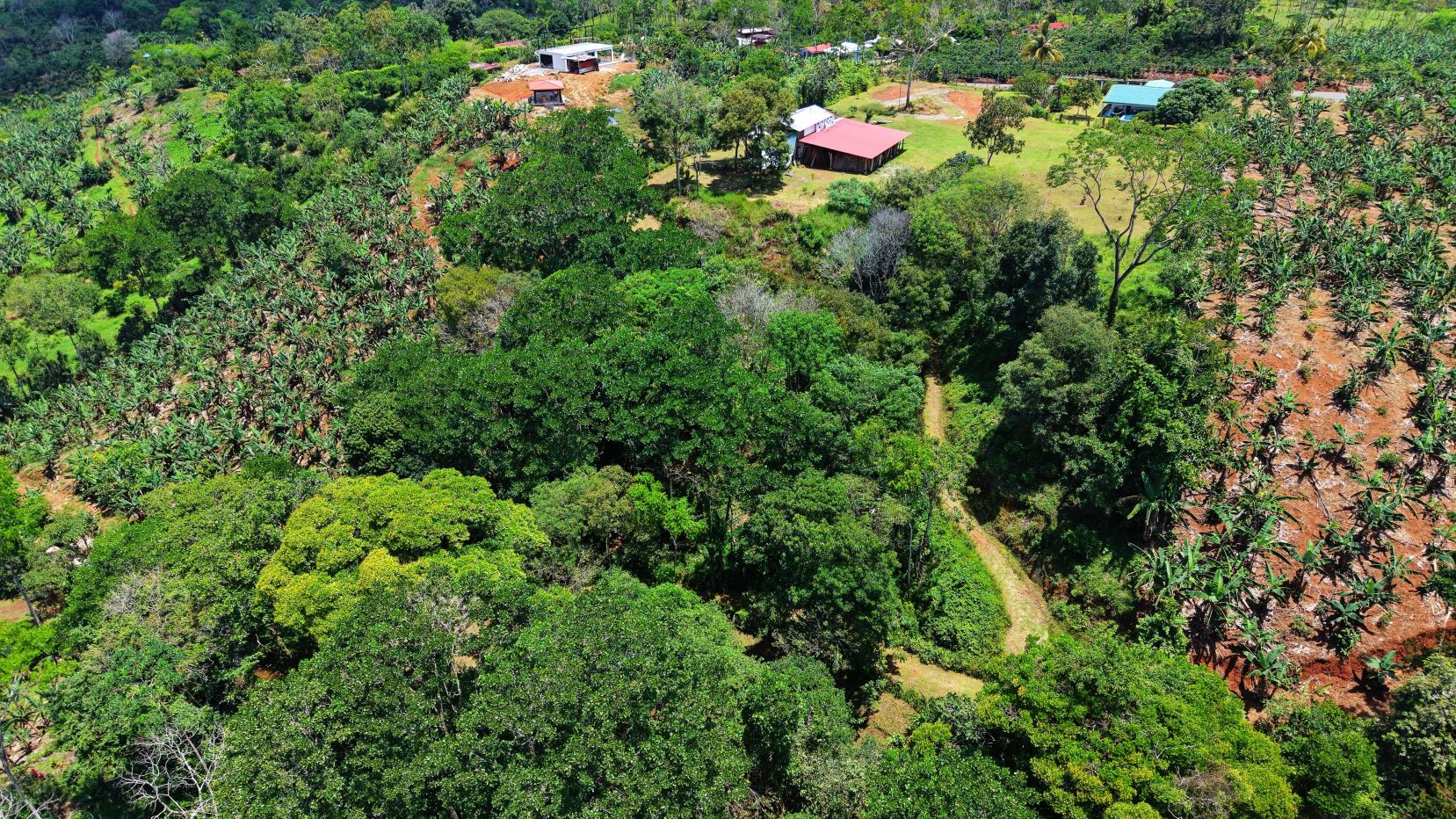 Aerial view of a rural farm: dense trees and banana crops on the right, with a few small houses and red/blue roofs amid green fields.