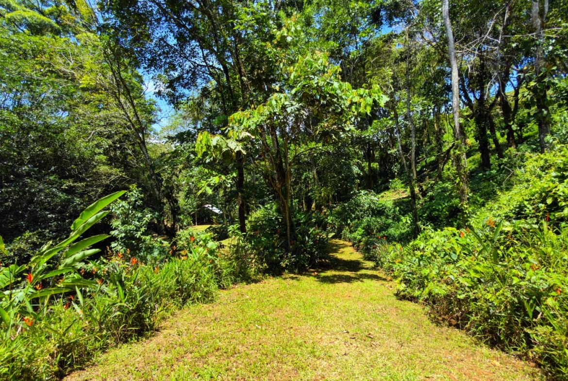 Sunlit garden path winding through dense tropical plants and trees, with bright green foliage on both sides.