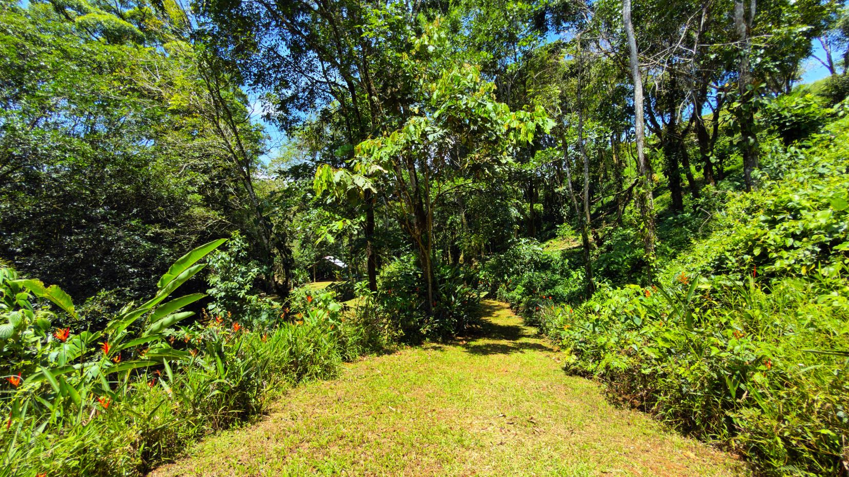 Sunlit garden path winding through dense tropical plants and trees, with bright green foliage on both sides.