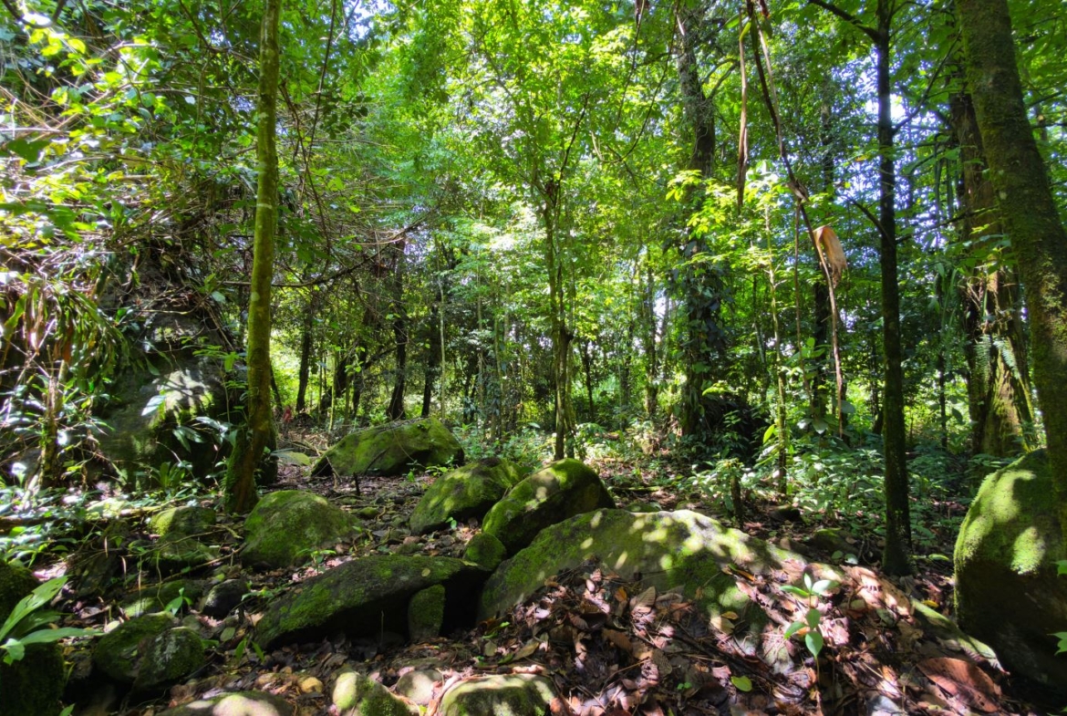 Dense forest scene with moss-covered rocks and sunlight filtering through a thick green canopy.
