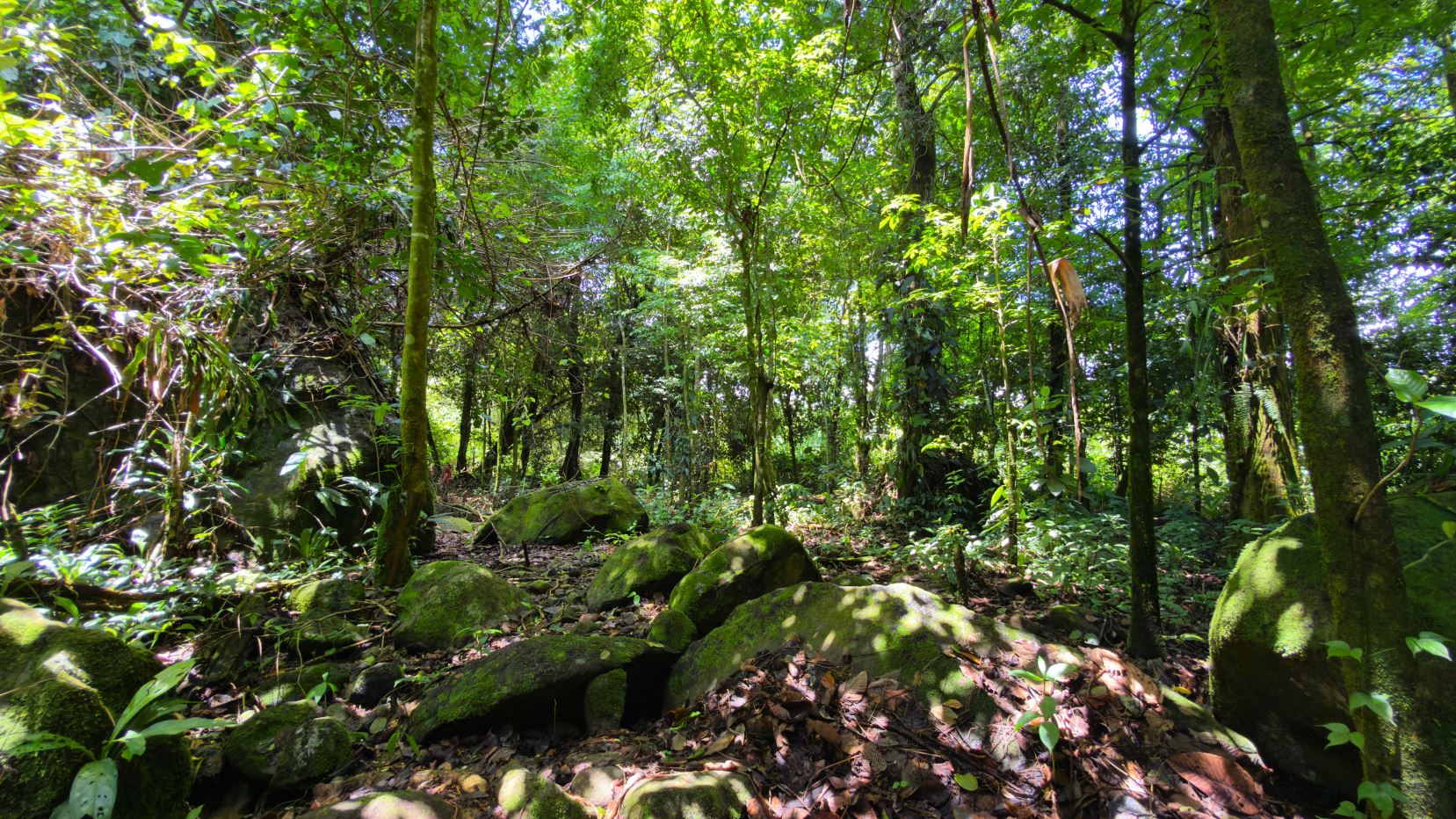 Dense forest scene with moss-covered rocks and sunlight filtering through a thick green canopy.