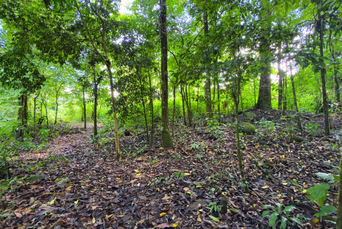 Dense forest scene with sunlit green canopy and a leaf-strewn, damp forest floor
