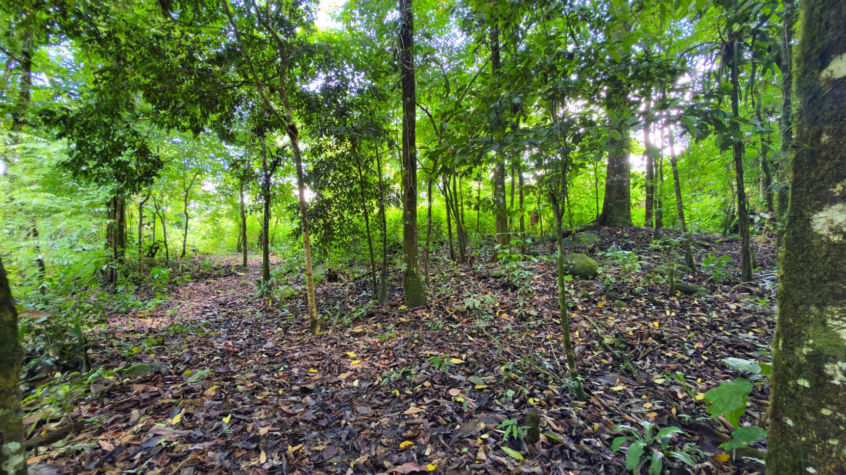 Dense forest scene with sunlit green canopy and a leaf-strewn, damp forest floor
