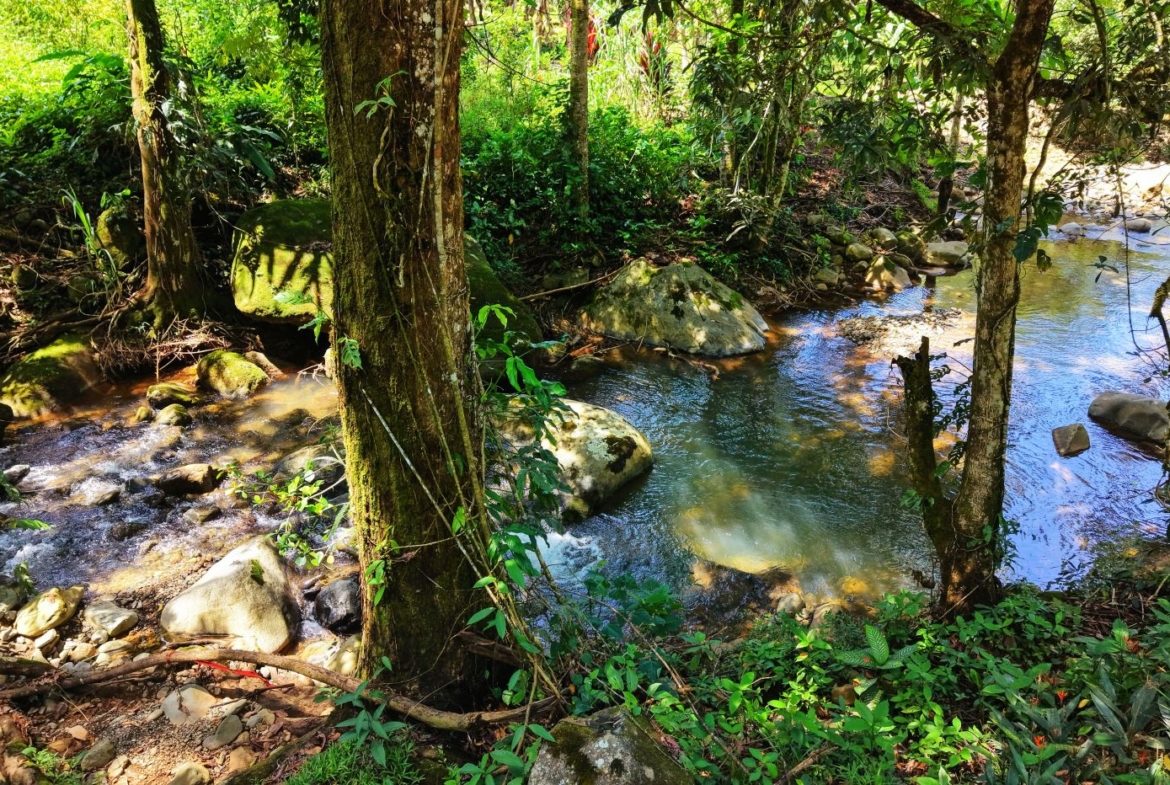 Tranquil forest stream winding through rocks and greenery, dappled sunlight on the water surface