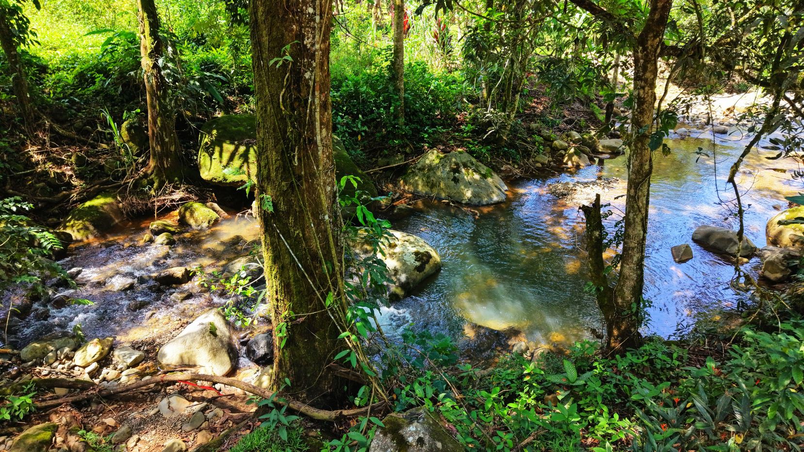 Tranquil forest stream winding through rocks and greenery, dappled sunlight on the water surface