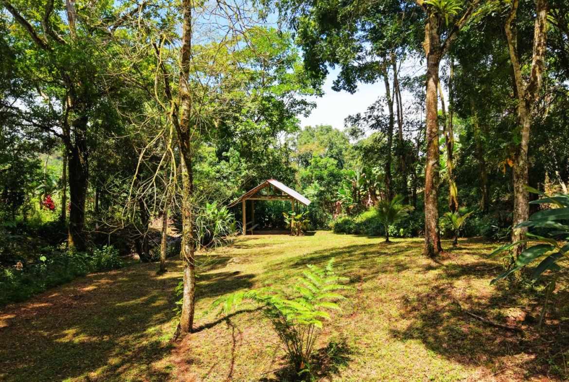 Sunny backyard with a small wooden gazebo in the center, surrounded by tall trees and green plants.