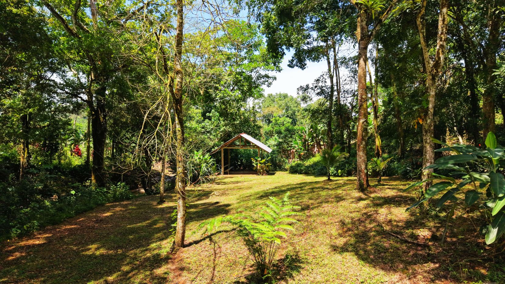 Sunny backyard with a small wooden gazebo in the center, surrounded by tall trees and green plants.