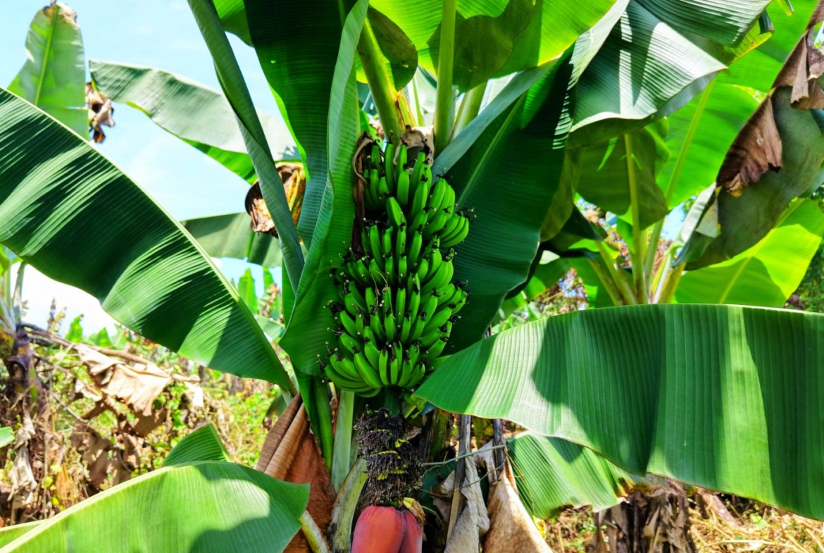 Banana plant with a large cluster of unripe green bananas among broad green leaves under bright sky