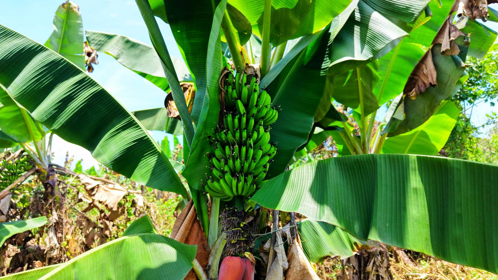 Banana plant with a large cluster of unripe green bananas among broad green leaves under bright sky
