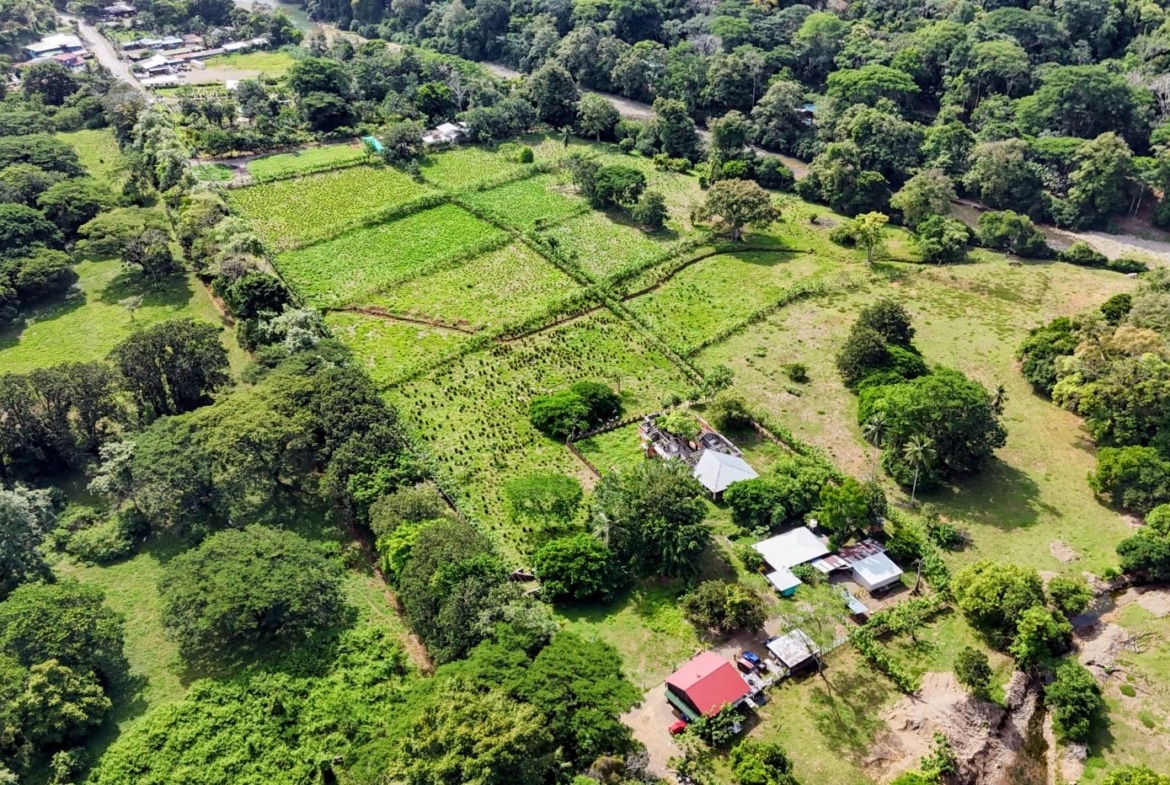 Aerial view of a green farmland with rectangular plots bordered by trees and small buildings nearby.