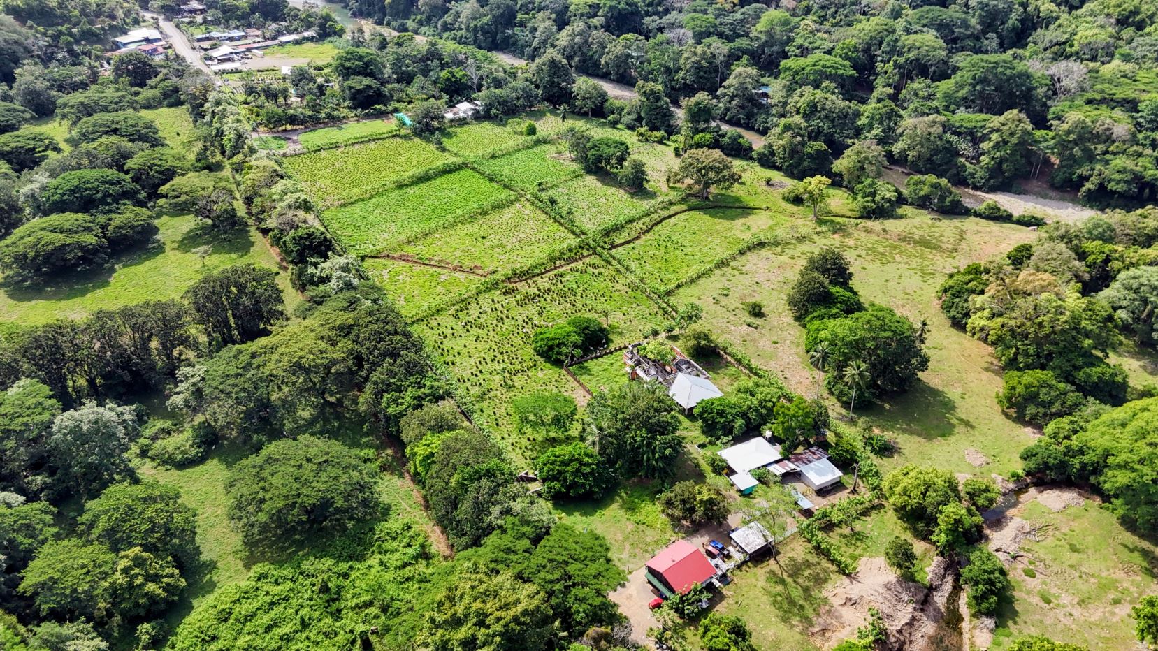 Aerial view of a green farmland with rectangular plots bordered by trees and small buildings nearby.