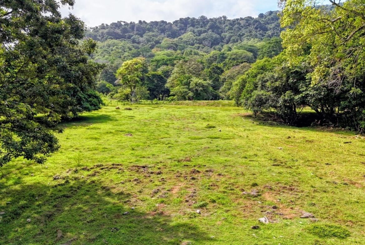 Open grassy clearing bordered by trees, with a forested hillside in the background.