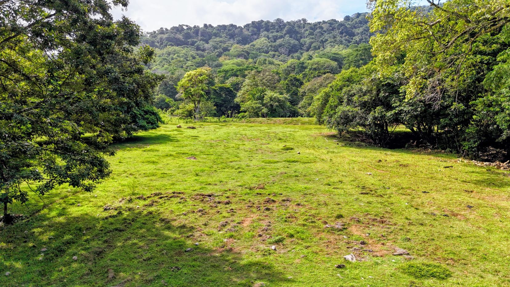 Open grassy clearing bordered by trees, with a forested hillside in the background.