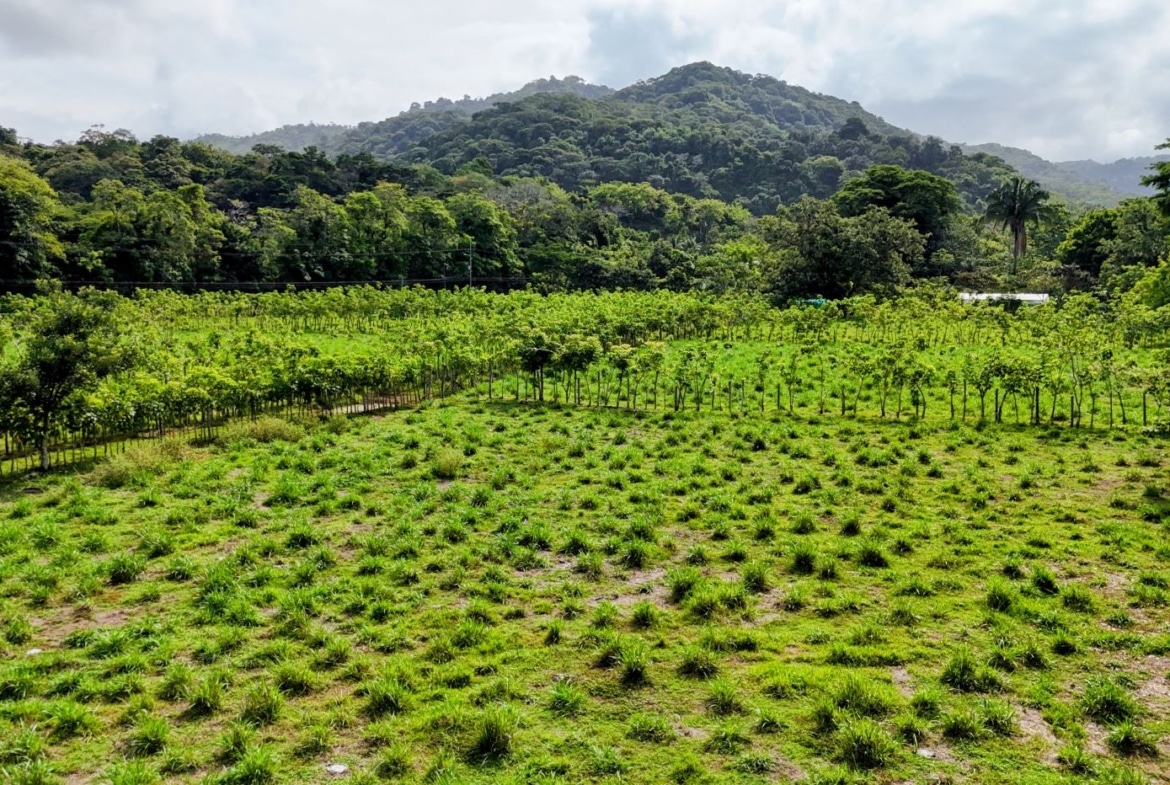 Wide view of a verdant field with small tufts of grass, bordered by young trees and a forest, with green hills in the distance under a cloudy sky.