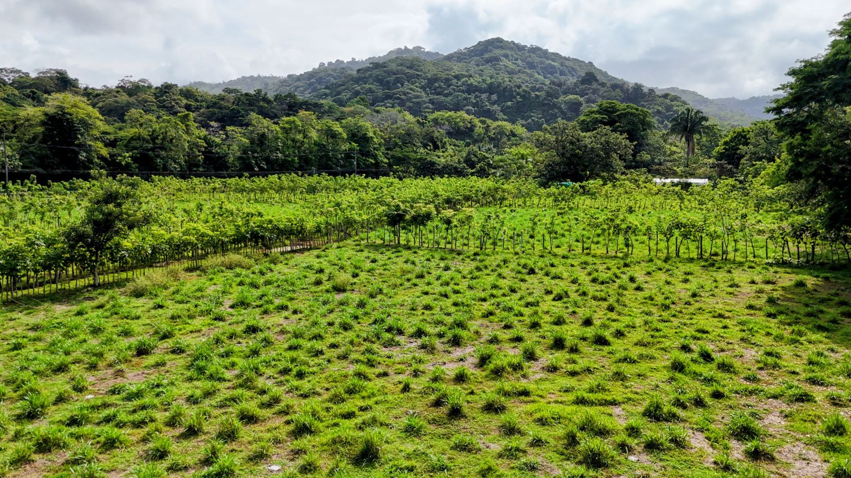 Wide view of a verdant field with small tufts of grass, bordered by young trees and a forest, with green hills in the distance under a cloudy sky.